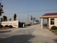 上海崇明島向化鎮(zhèn)水仙花良繁實(shí)驗(yàn)基地