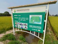 上海崇明島廟鎮鎮崇研蔬菜專業合作社